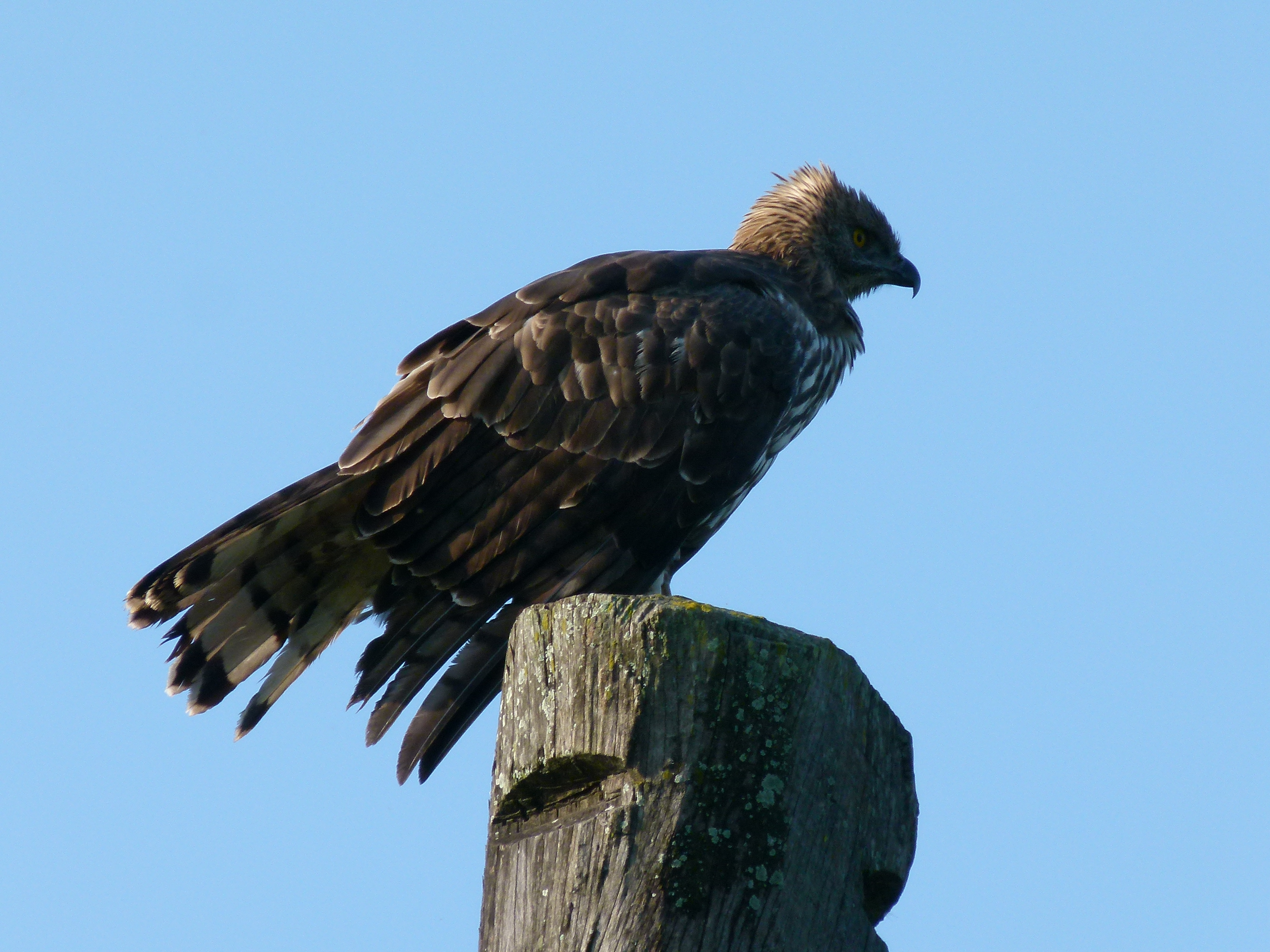eagle